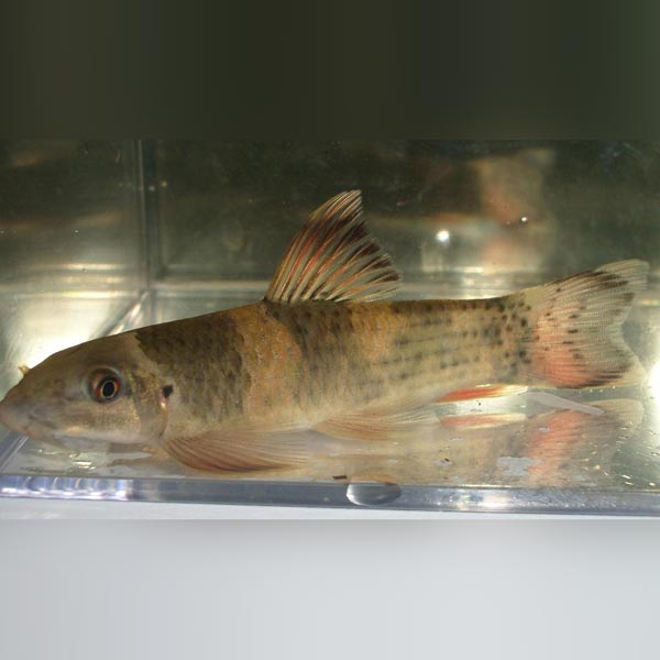 Panda Garra (school of 3)