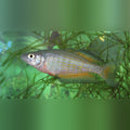 Parkisoni Rainbowfish
