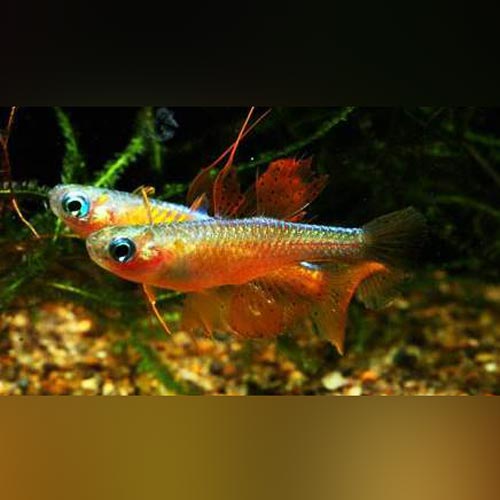 Paskai Blue-eye Rainbowfish (school of 5)