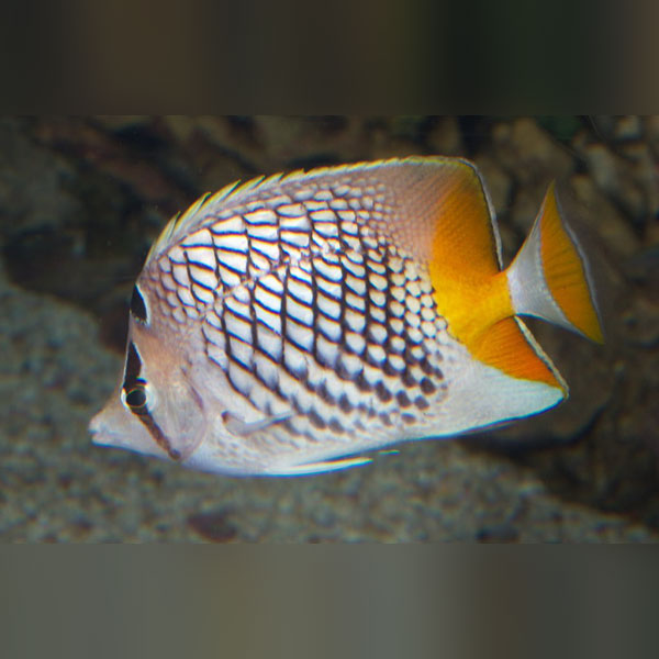 Pearlscale Butterflyfish