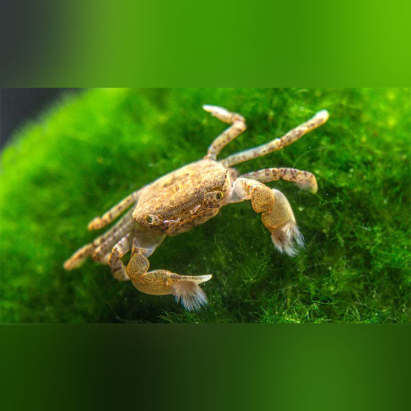 Pom Pom Crab Cast of 3