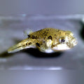 Indian Pea Puffer (group of 4)