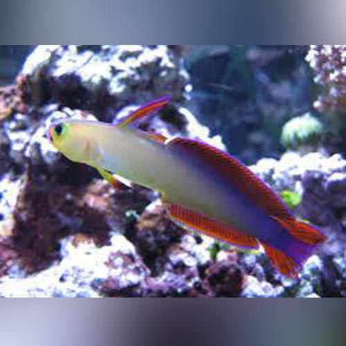 Purple Firefish Goby