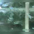 Purple Tetra (School of 6)
