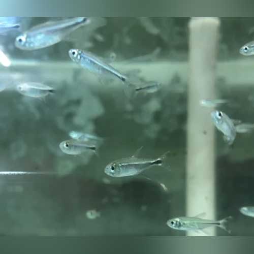 Purple Tetra (School of 6)