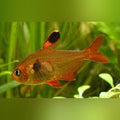 Red Phantom Tetra (school of 6)