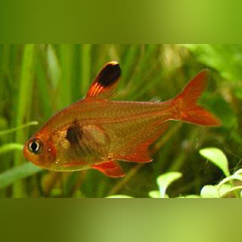 Red Phantom Tetra (school of 6)