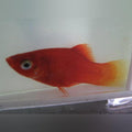Red Platy (School of 5)