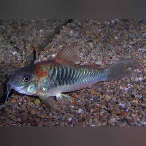 Red Venezuelan Sailfin Cory (gang of 3)