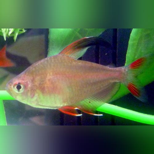 Rosy Tetra (School of 6)