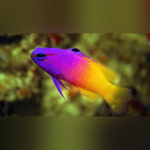 Royal Gramma Basslet