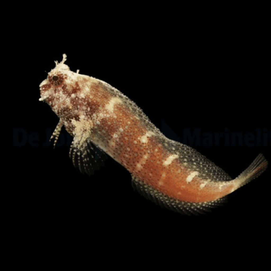 Starry Blenny