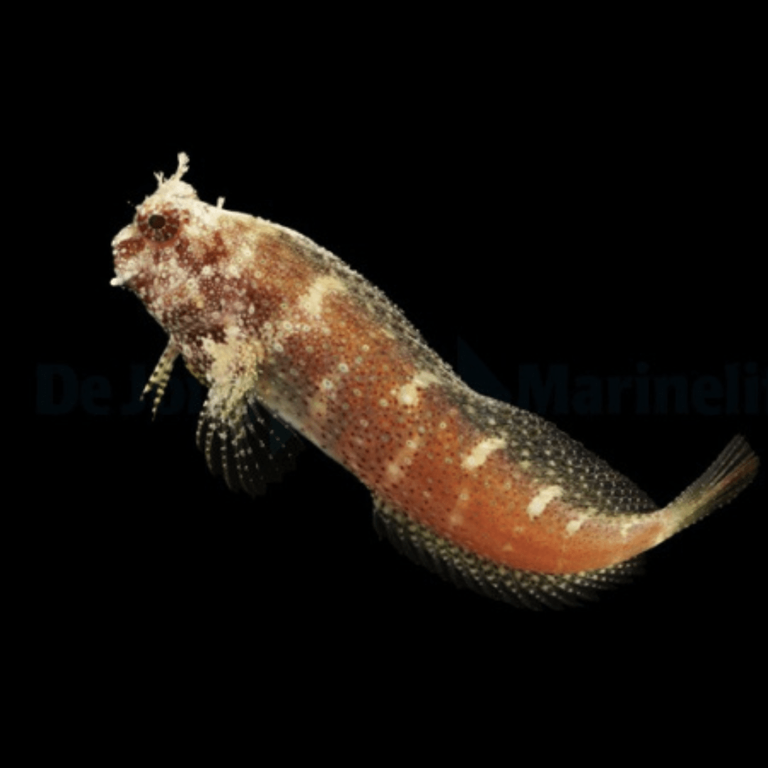 Starry Blenny