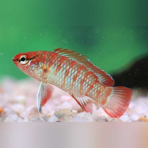 Scarlet Gem Badis (group of 4)