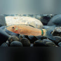 Skunk Loach (group of 3)