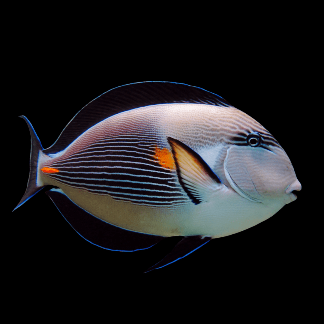 Sohal Tang (Red Sea)