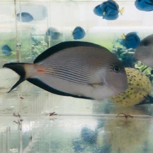 Sohal Tang (Red Sea)