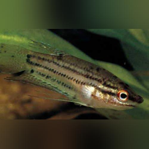 Sparkling Gourami (group of 4)