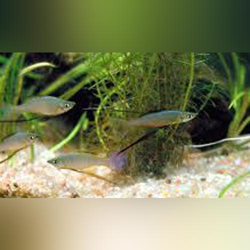 Threadfin Rainbowfish (school of 5)
