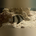 3 Striped Damselfish