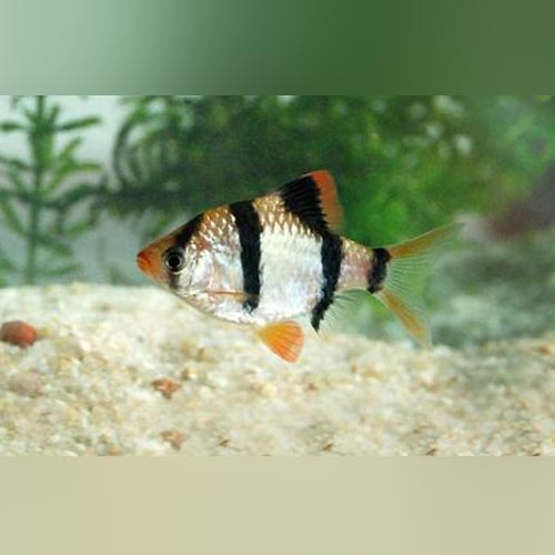 Tiger Barb (pride of 6)