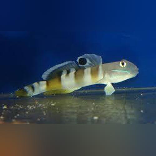 Tiger Watchman Wardi Goby