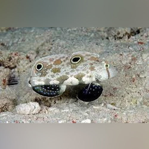 Twinspot Signal Goby
