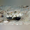 Twinspot Signal Goby