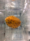 Yellow Cubicus Boxfish