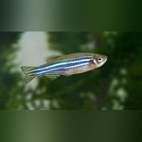 Zebra Danio (school of 8)