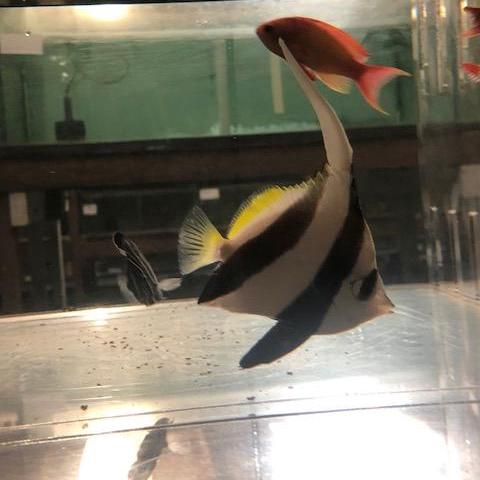 Black & White Heniochus Butterflyfish