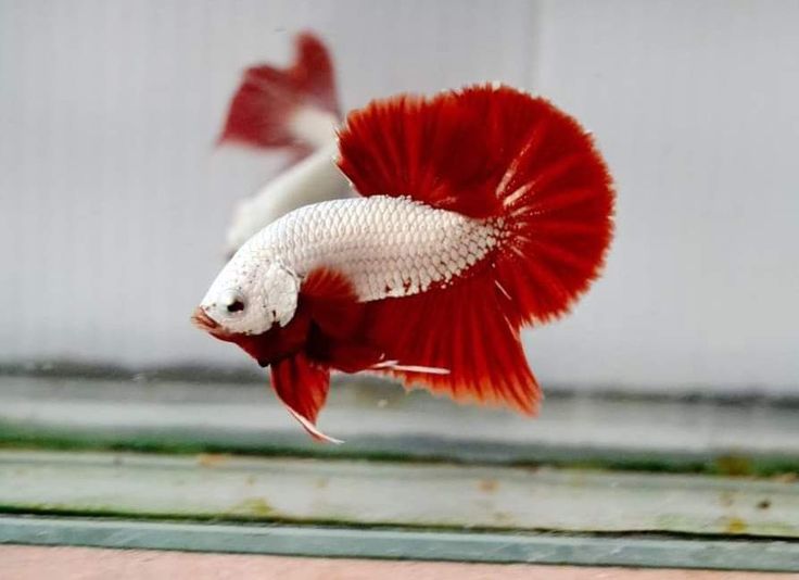 Red Dragon Fighter Betta