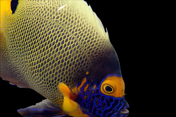 Blueface Angelfish