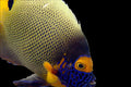 Blueface Angelfish