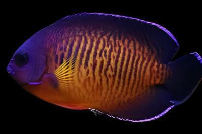 Coral Beauty Angelfish