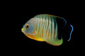 Eibli Angelfish
