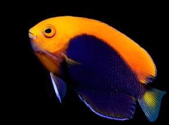Flameback Angelfish