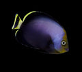 Grey Poma Angelfish (Adult)