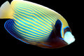 Imperator Angelfish - Adult