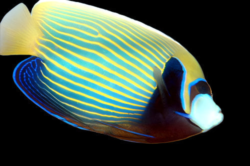 Imperator Angelfish - Adult