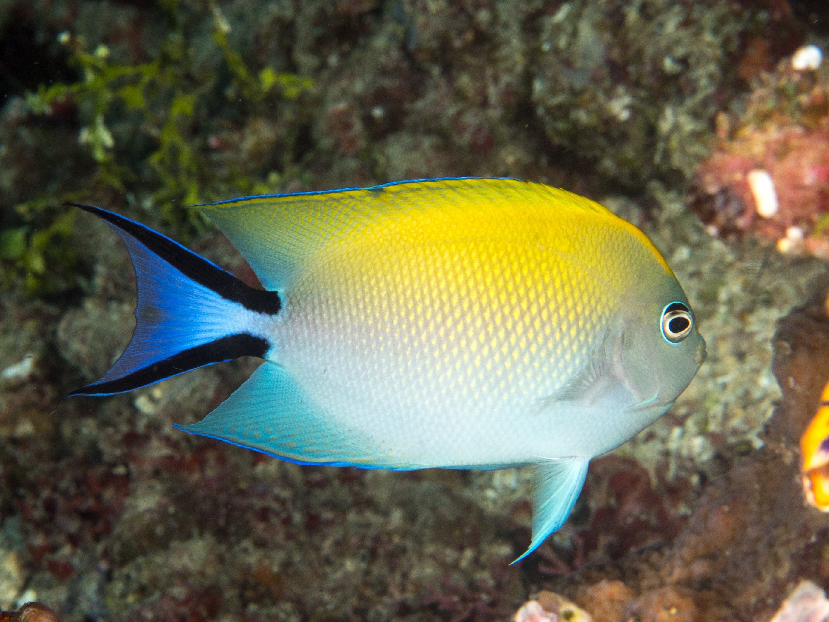 Japanese Swallow Angelfish - Female (Fiji)