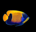 Majestic Angelfish - Adult