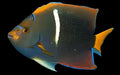 Passer Angelfish