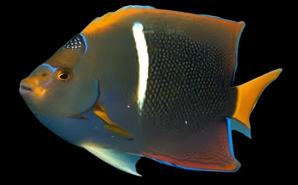 Passer Angelfish