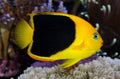 Rock Beauty Angelfish (Atlantic)