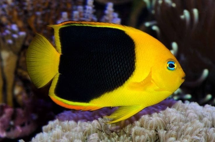 Rock Beauty Angelfish (Atlantic)