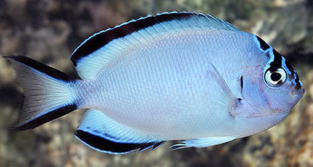 Watanabei Angelfish - Female (Fiji)