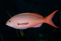 Ruby Anthias