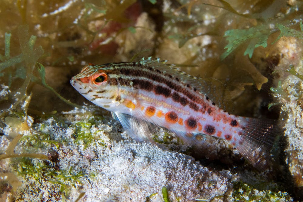 Lantern Basslet (Atlantic)