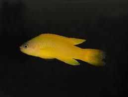 Yellow Assessor Basslet